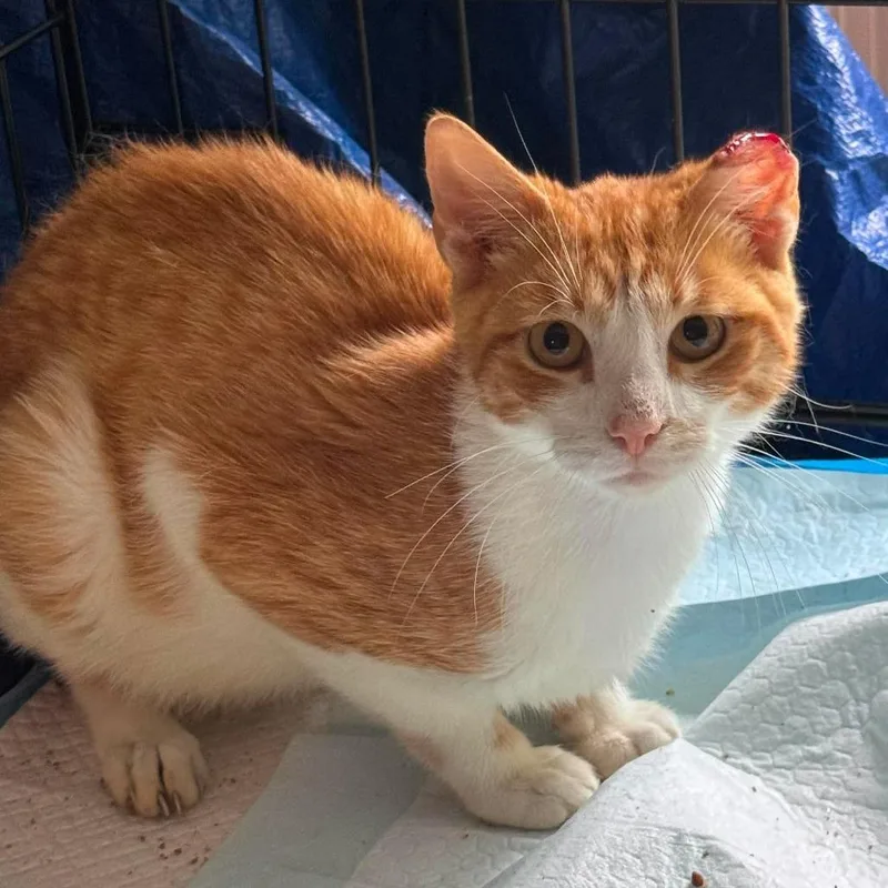 An adult small-sized male Orange / Red Domestic Short Hair cat named Benny for adoption in Brighton, MO