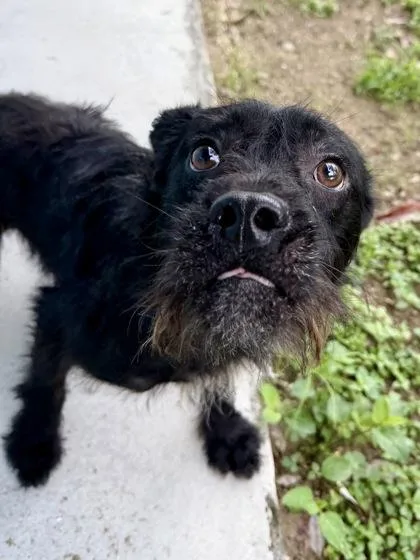 An adult medium-sized male Mixed Breed dog named Scruffleupagus for adoption in New Orleans, LA