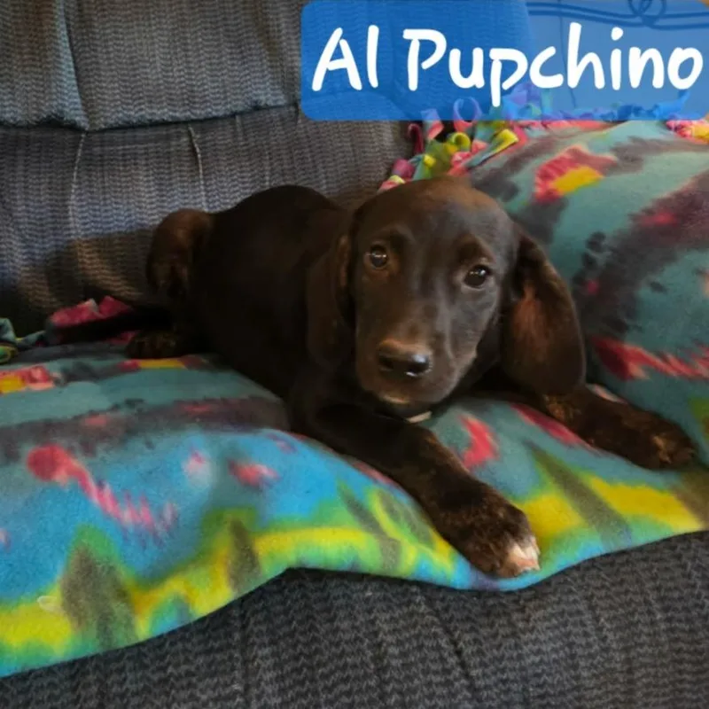 A baby medium-sized male Labrador Retriever dog named Al Pupchino for adoption in Mena, AR