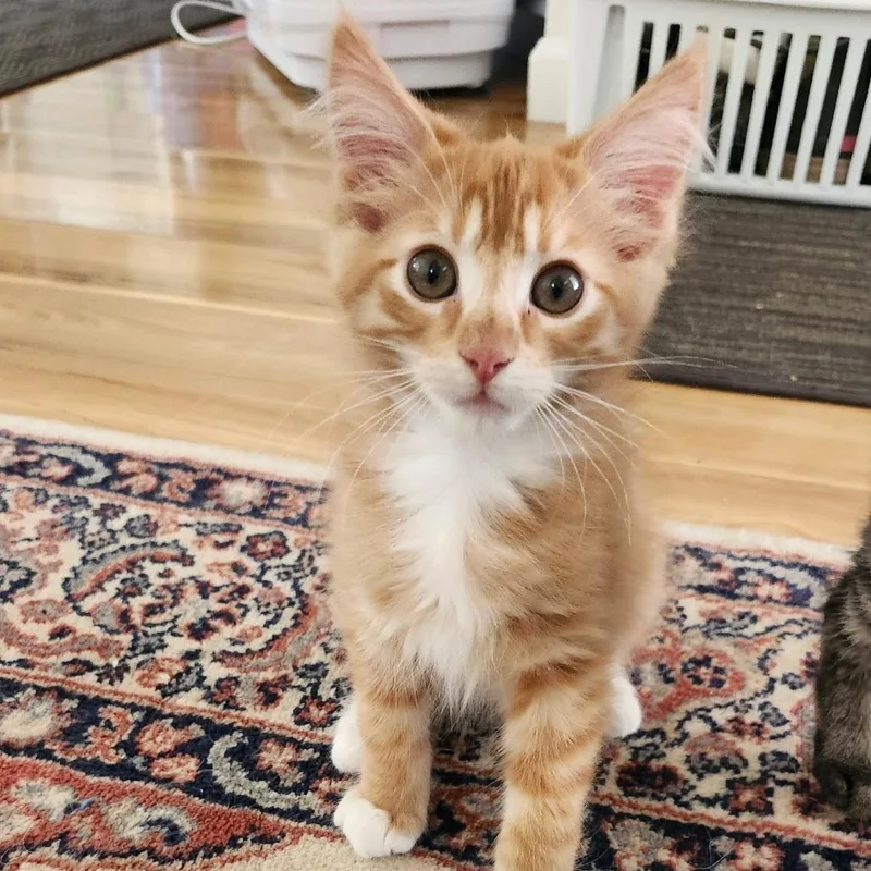 A baby small-sized male Orange / Red Domestic Medium Hair cat named Marcus for adoption in Sonoma, CA