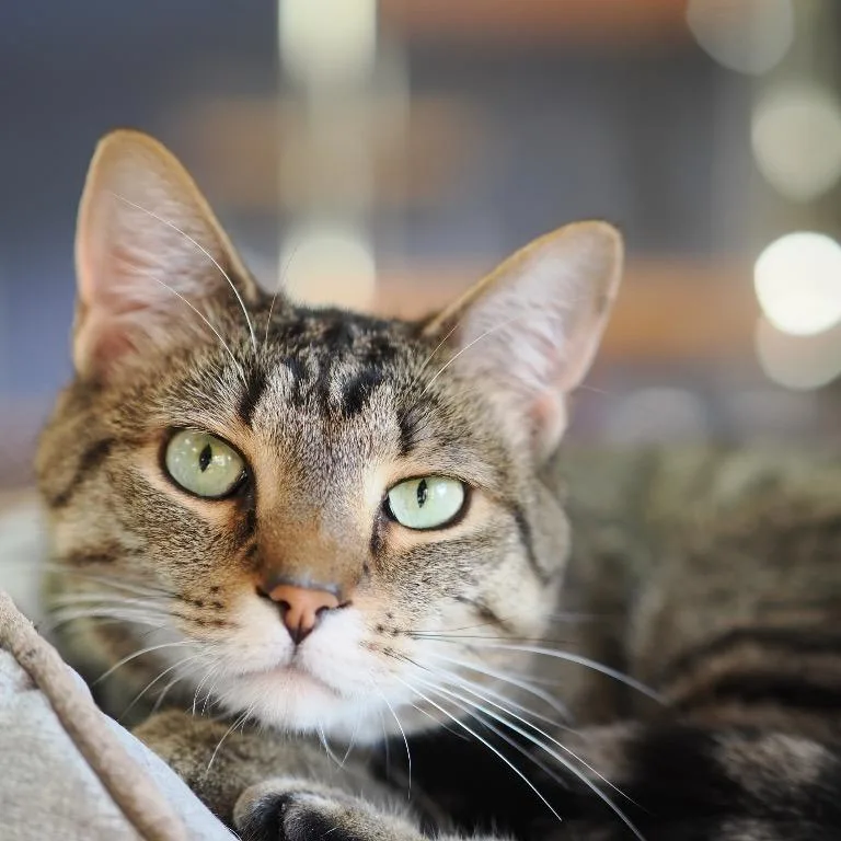 An adult medium-sized male Brown / Chocolate Domestic Short Hair cat named Ave for adoption in Cincinnati, OH
