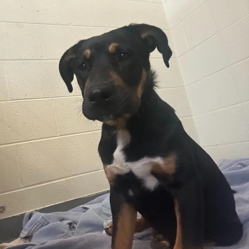 Sir Lancelot thumbnail 2