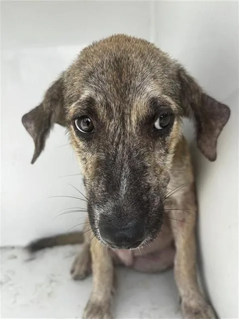 A baby small-sized male Plott Hound dog named A for adoption in Houston, TX
