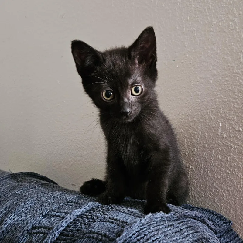 A baby medium-sized male Black Domestic Short Hair cat named Athos for adoption in Portland, OR