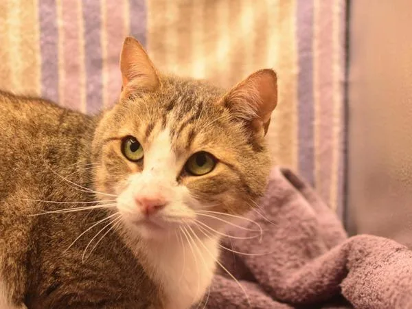 An adult medium-sized male Domestic Short Hair cat named Derek for adoption in Portland, OR