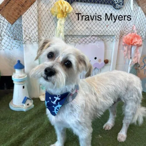 Travis Meyer thumbnail 3