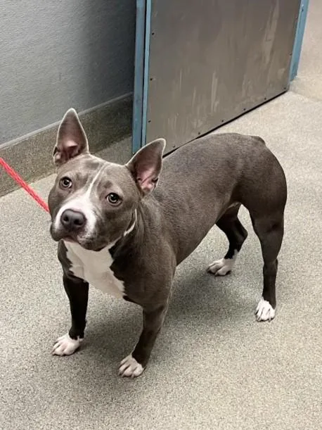 A young large-sized female Pit Bull Terrier dog named Mona for adoption in Las Vegas, NV