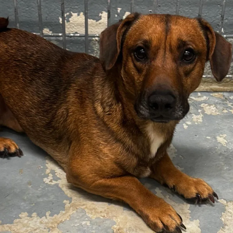 Bass Clef thumbnail 3