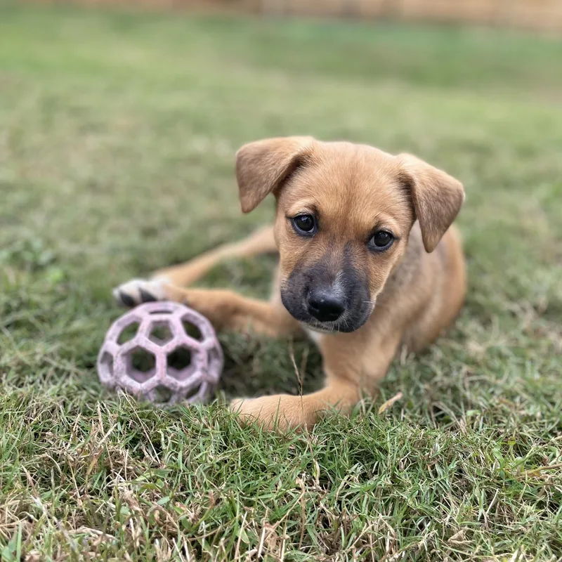 A baby medium-sized female Australian Shepherd dog named Trick for adoption in Richmond, VA
