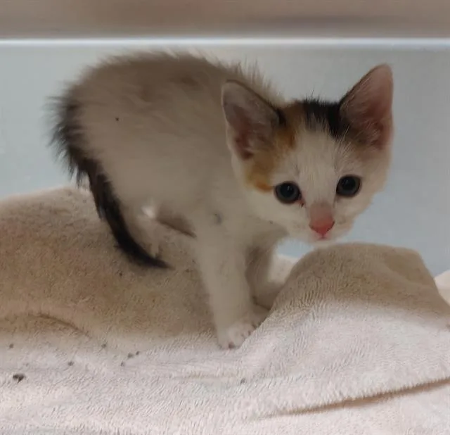 A baby small-sized female Domestic Short Hair cat named Dixie for adoption in Denver, CO