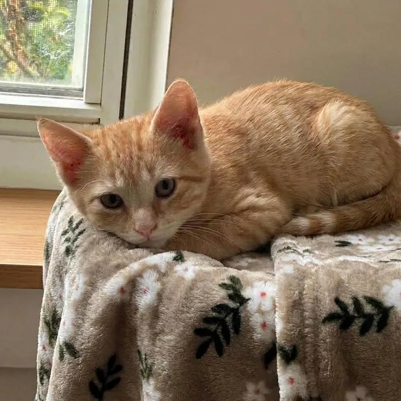 A baby medium-sized male Orange & White Domestic Short Hair cat named Silas for adoption in Whitestown, IN