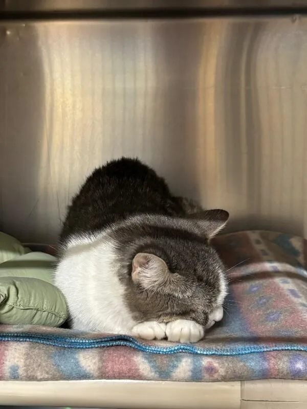 An adult medium-sized female Domestic Short Hair cat named Rice for adoption in Saint Charles, MO