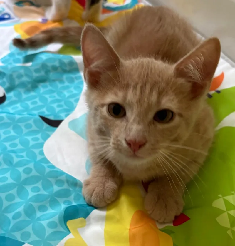 A baby medium-sized male Orange / Red Domestic Short Hair cat named Biscoff for adoption in Mokena, IL