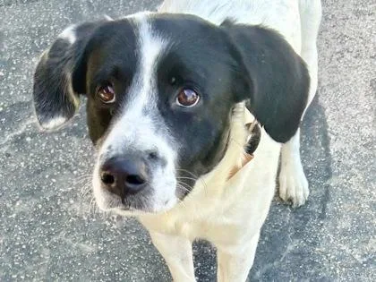 An adult large-sized male White / Cream Mixed Breed dog named Cape Cod Todd for adoption in Georgetown, TX