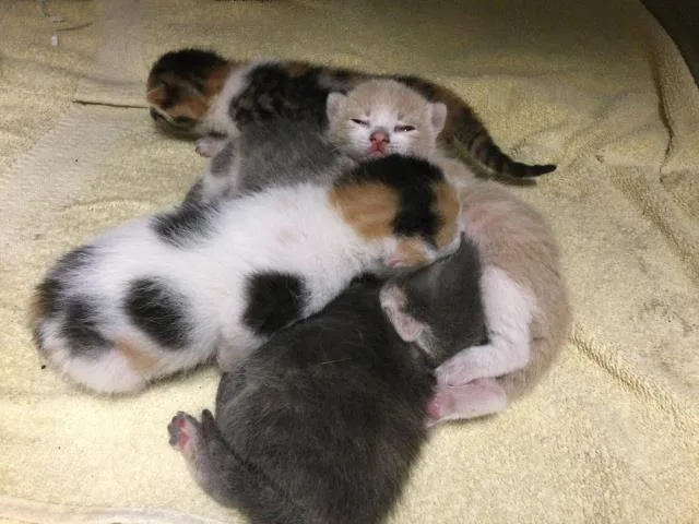 A baby small-sized female Domestic Short Hair cat named Keeping for adoption in Riverside, CA
