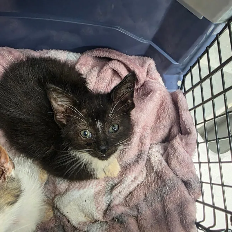 A baby small-sized male Black Domestic Short Hair cat named Georgie for adoption in Duncan, OK