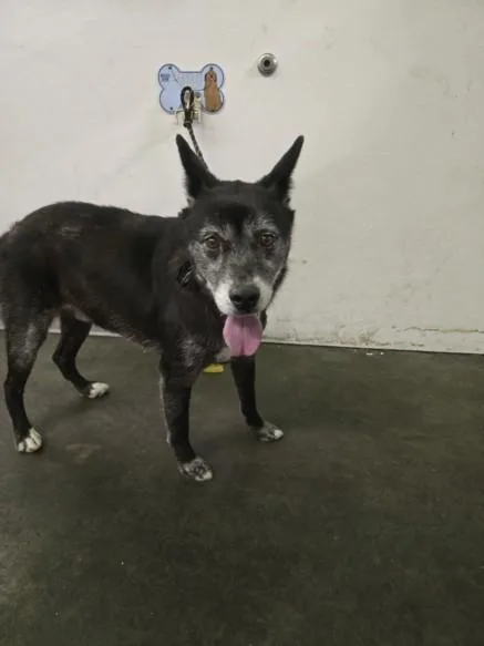 An adult large-sized male Siberian Husky dog named Flash for adoption in Los Angeles, CA