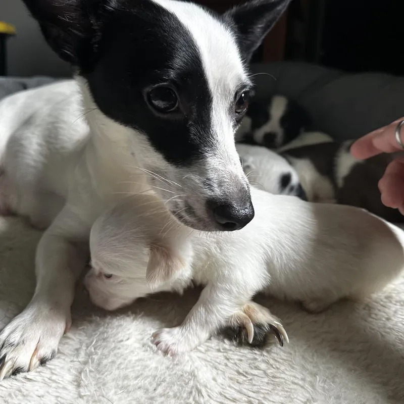 A baby small-sized male White / Cream Mixed Breed dog named Dustin for adoption in Hinsdale, IL