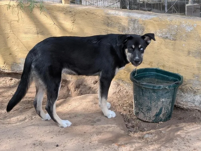 Morpheus thumbnail 2