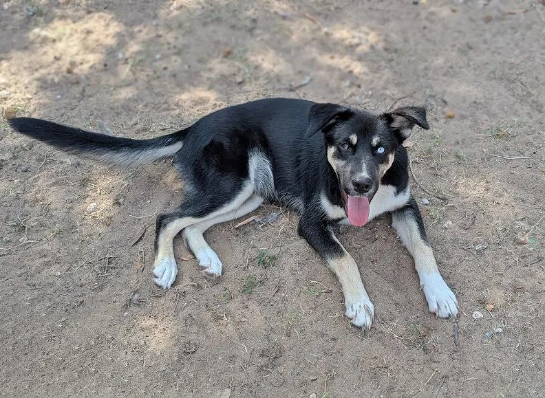 Morpheus thumbnail 3