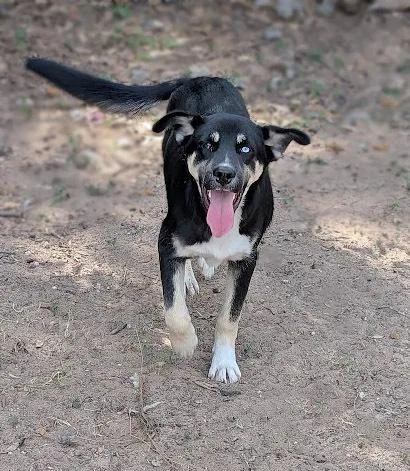 Morpheus thumbnail 4