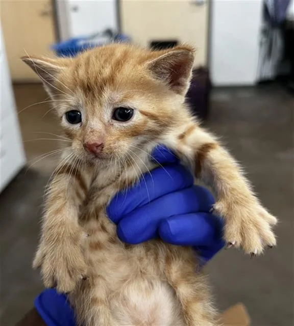 A baby medium-sized male Domestic Medium Hair cat named Simba for adoption in Dallas, TX