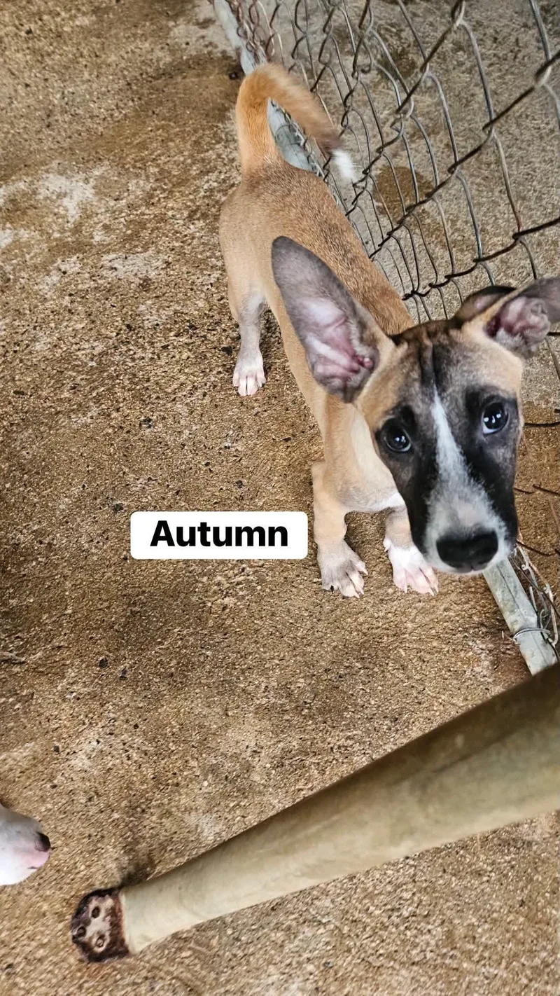 A baby medium-sized female Mixed Breed dog named Autumn for adoption in Rincon, PR