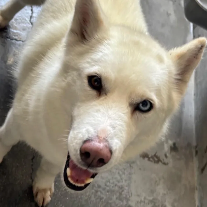 An adult medium-sized female White / Cream German Shepherd Dog dog named Ricci A for adoption in Mission Hills, CA