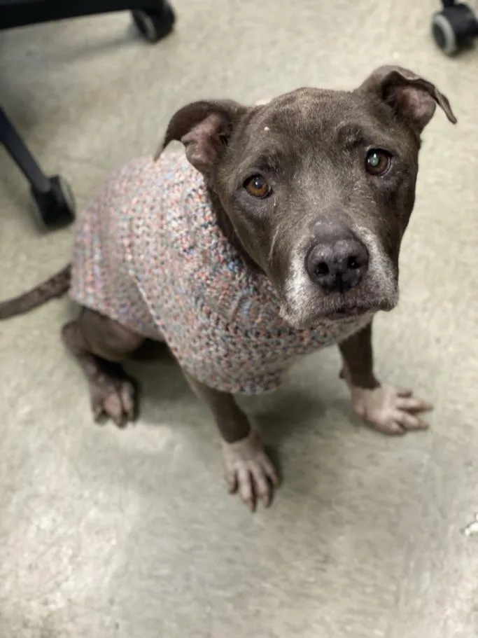 A senior medium-sized female American Staffordshire Terrier dog named Shelly for adoption in San Antonio, TX