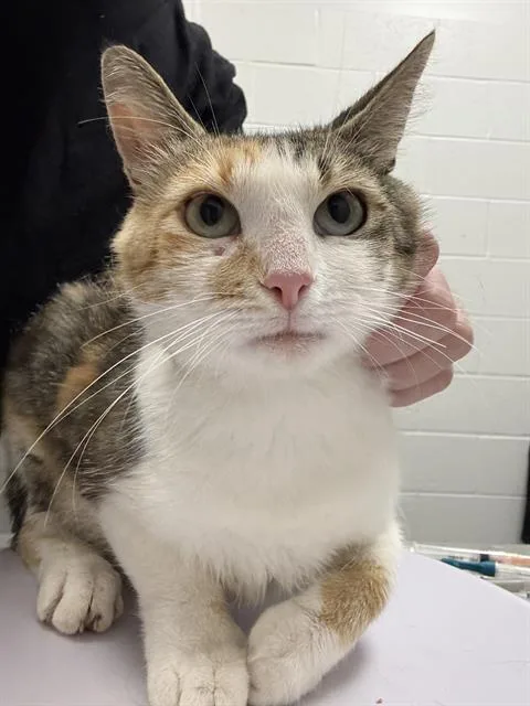 An adult small-sized female Domestic Short Hair cat named Cali for adoption in Indianapolis, IN