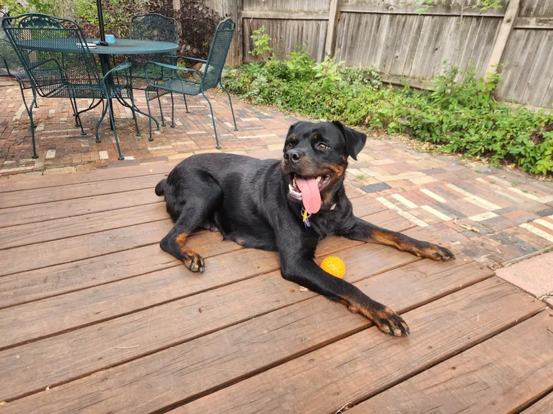 A young large-sized female Black Rottweiler dog named Molly for adoption in Colorado Springs, CO