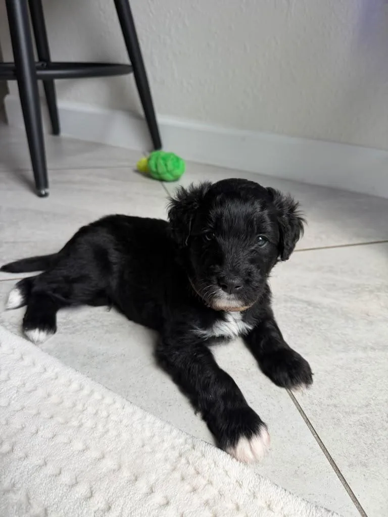 A baby medium-sized male Black Goldendoodle dog named Alfredo for adoption in Sunrise, FL