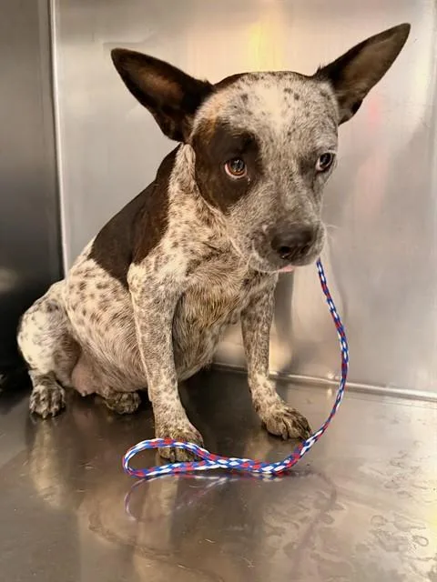 A young medium-sized female Australian Cattle Dog / Blue Heeler dog named Selene for adoption in Thousand Palms, CA