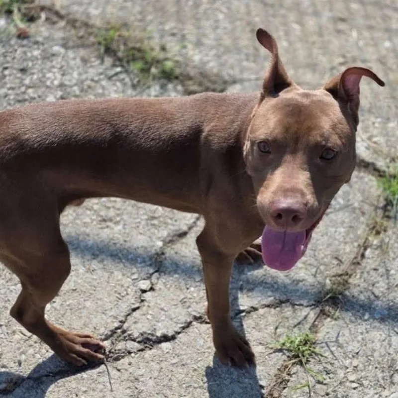 A young medium-sized male Brown / Chocolate Mixed Breed dog named Zaxby for adoption in Rocky Mount, VA