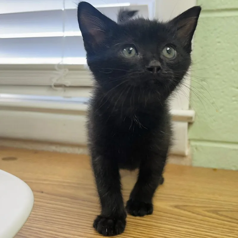 A baby small-sized male Black Domestic Short Hair cat named Diet Pepsi for adoption in Rocky Mount, VA