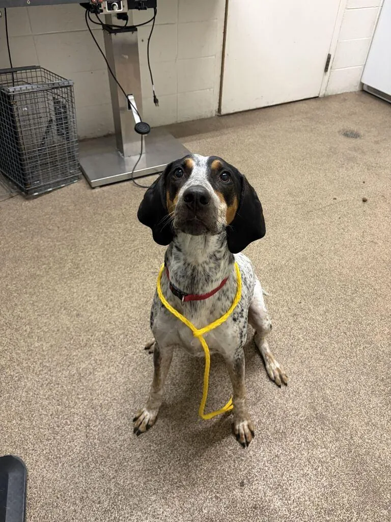 An adult medium-sized male Bluetick Coonhound dog named Tex for adoption in Fruit Heights, UT