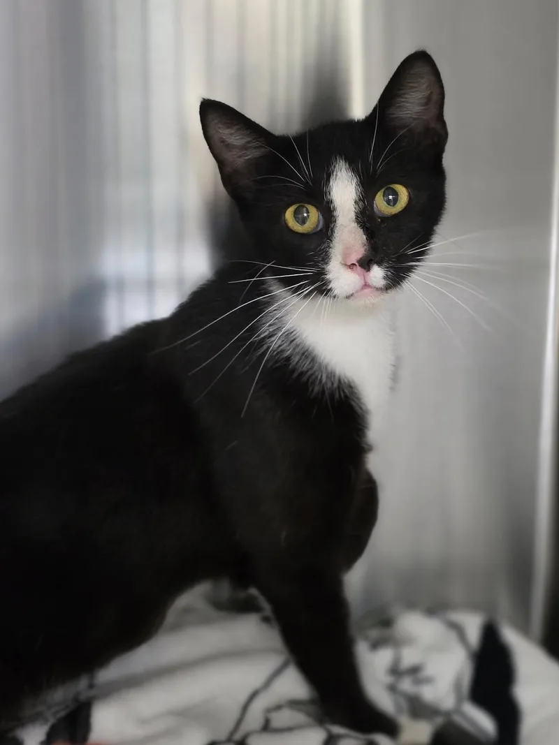 A young small-sized female Black & White / Tuxedo Tuxedo cat named Delilah for adoption in Johnson City, TN
