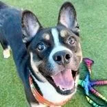 A young medium-sized male Black Terrier dog named Josh for adoption in Tampa, FL