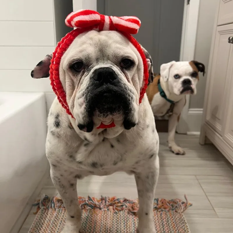 An adult large-sized male Bulldog dog named Yoshi for adoption in Cornelius, NC