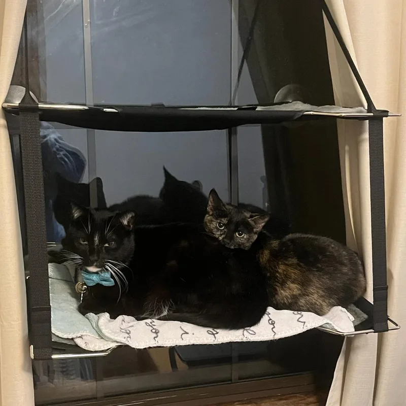A young medium-sized female Tortoiseshell Domestic Short Hair cat named Cherry for adoption in Long Beach, CA