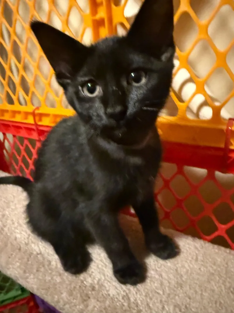 A baby medium-sized male Black Domestic Short Hair cat named Ron for adoption in Mokena, IL