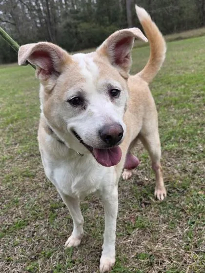 A senior medium-sized female Terrier dog named Addy for adoption in Conway, SC
