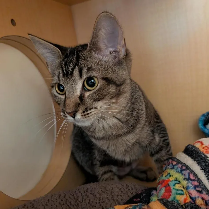 A baby small-sized female Brown / Chocolate Domestic Short Hair cat named Lauren for adoption in Washington Township, OH