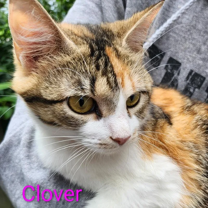 A young small-sized female Calico Domestic Short Hair cat named Clover for adoption in Carmel, IN
