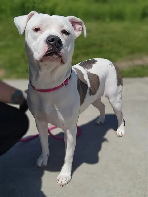 A young medium-sized female American Staffordshire Terrier dog named Amelia for adoption in Canfield, OH