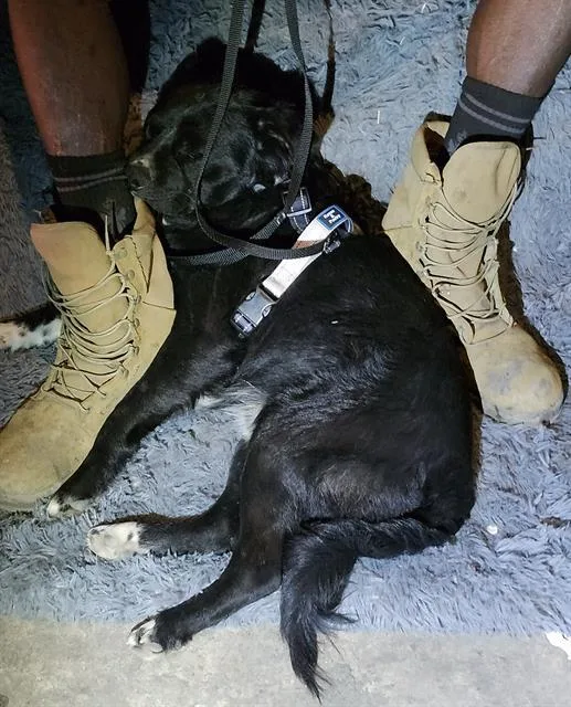 A young medium-sized male Cocker Spaniel dog named Midnight for adoption in San Antonio, TX