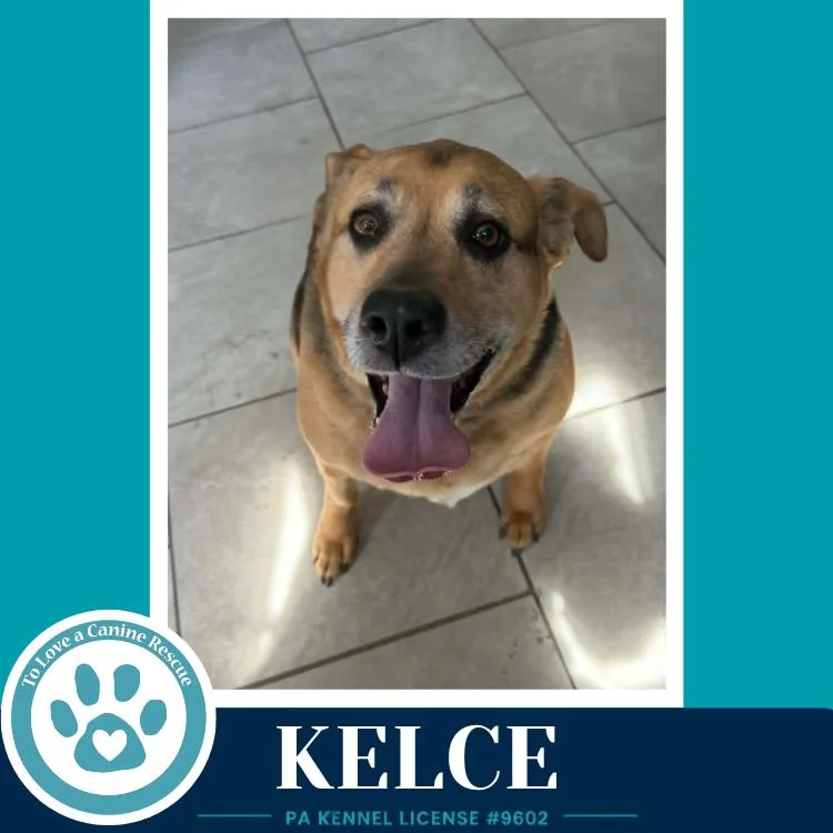 A senior large-sized female Brown / Chocolate Shepherd dog named Kelce for adoption in Kimberton, PA