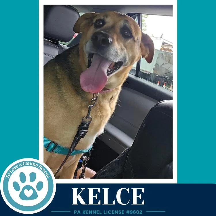 Kelce thumbnail 3