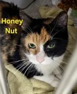 An adult small-sized female Orange & White Domestic Short Hair cat named Honey Nut for adoption in Moline, IL