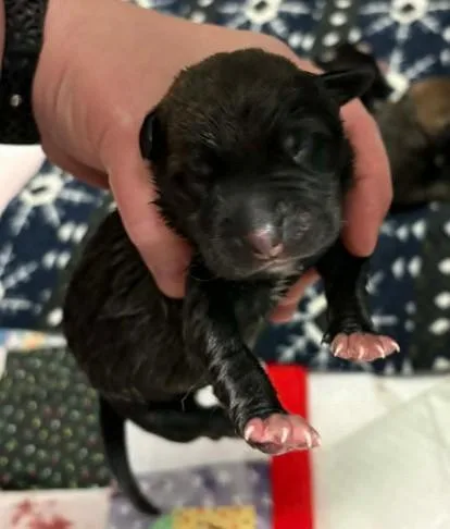 A baby medium-sized female Blue Lacy dog named Augusta for adoption in Lampasas, TX